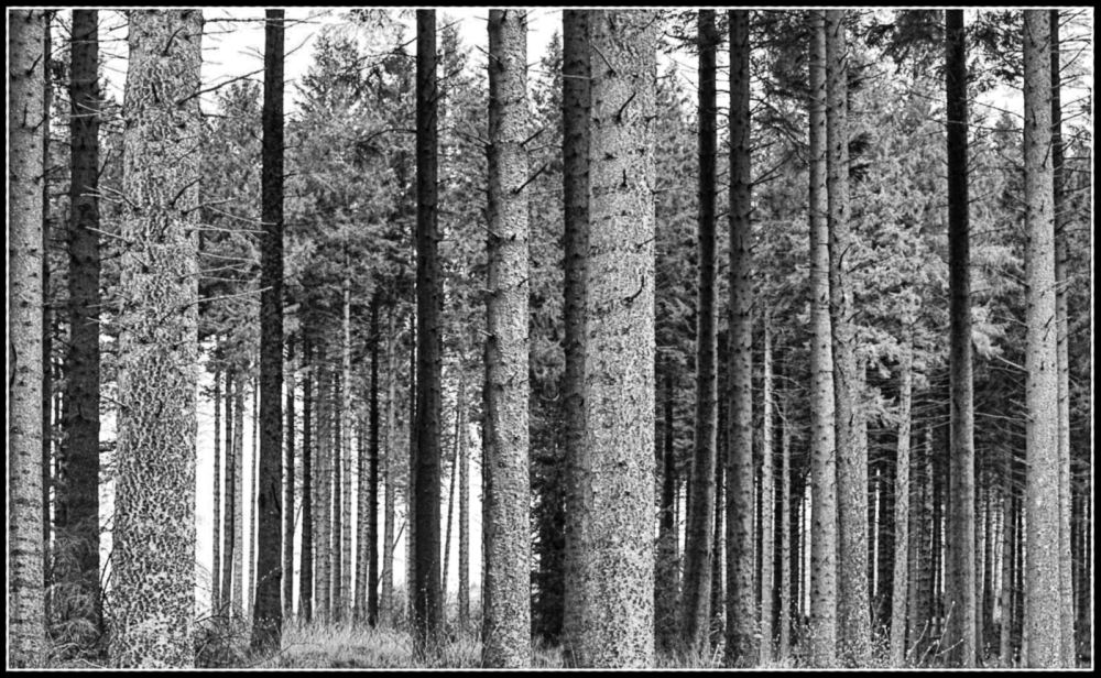 57 trees, Kielder